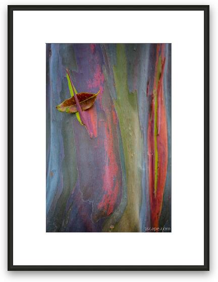 Colorful Rainbow Gum (Eucalyptus) Bark Framed Fine Art Print