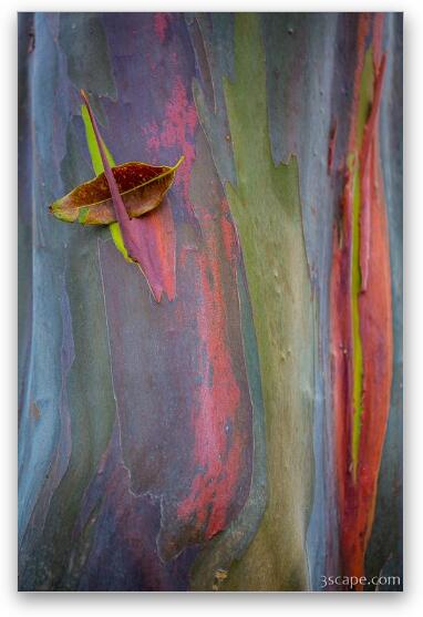 Colorful Rainbow Gum (Eucalyptus) Bark Fine Art Metal Print