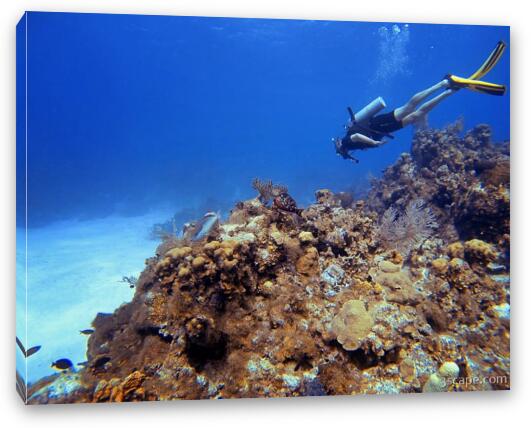 Diving Turtle Schooner Reef in Grand Cayman Fine Art Canvas Print