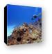 Diving Turtle Schooner Reef in Grand Cayman Canvas Print