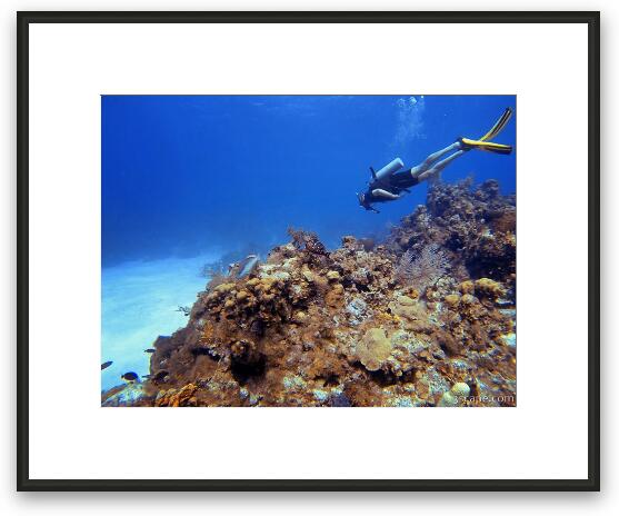 Diving Turtle Schooner Reef in Grand Cayman Framed Fine Art Print