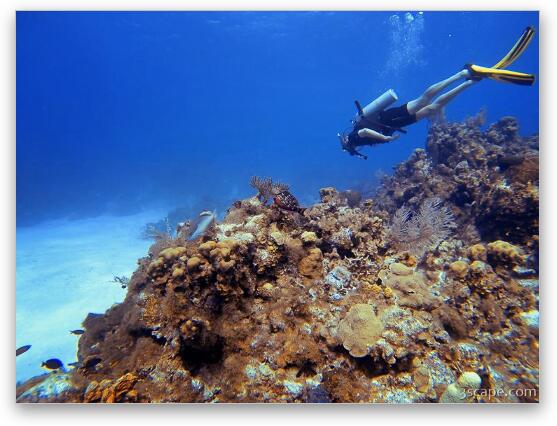 Diving Turtle Schooner Reef in Grand Cayman Fine Art Metal Print