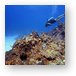 Diving Turtle Schooner Reef in Grand Cayman Metal Print