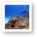 Diving Turtle Schooner Reef in Grand Cayman Art Print