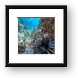 Invasive Lionfish in Caribbean waters Framed Print