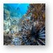 Invasive Lionfish in Caribbean waters Metal Print