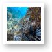 Invasive Lionfish in Caribbean waters Art Print
