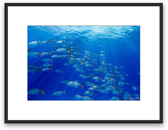 Swimming through a school of Horse-eye Jack fish Framed Fine Art Print