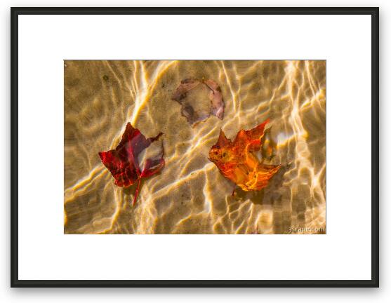 Fall Leaves in the Water Framed Fine Art Print