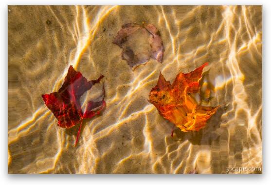 Fall Leaves in the Water Fine Art Metal Print
