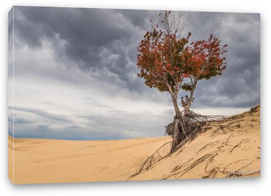 Lonely Tree at Silver Lake Sand Dunes Fine Art Canvas Print