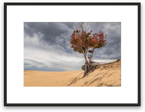 Lonely Tree at Silver Lake Sand Dunes Framed Fine Art Print
