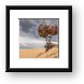 Lonely Tree at Silver Lake Sand Dunes Framed Print