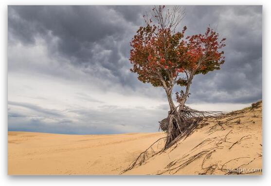 Lonely Tree at Silver Lake Sand Dunes Fine Art Metal Print