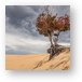 Lonely Tree at Silver Lake Sand Dunes Metal Print