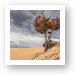Lonely Tree at Silver Lake Sand Dunes Art Print
