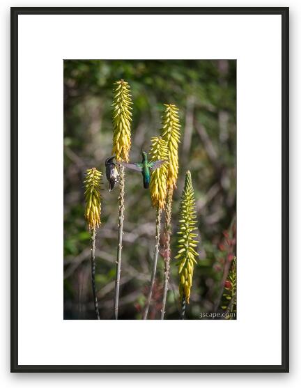 Birds feeding on Aloe Vera blossoms Framed Fine Art Print