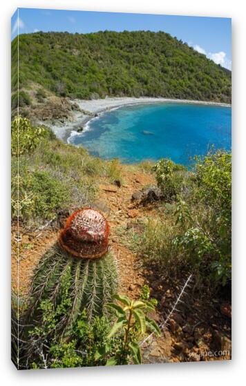 Turk's Head Cactus overlooking Blue Cobblestone Beach along Ram Head Trail Fine Art Canvas Print