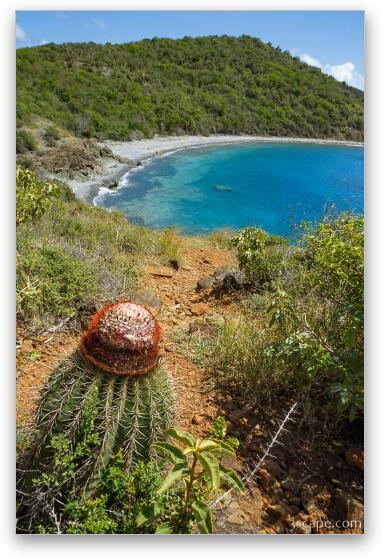 Turk's Head Cactus overlooking Blue Cobblestone Beach along Ram Head Trail Fine Art Metal Print