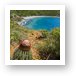 Turk's Head Cactus overlooking Blue Cobblestone Beach along Ram Head Trail Art Print