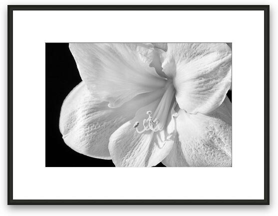 Black & White Amaryllis Framed Fine Art Print
