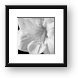Black & White Amaryllis Framed Print