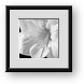 Buy Framed Print