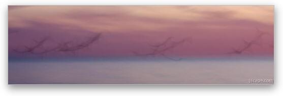 Long Exposure Flying Birds at Beach Panoramic Fine Art Print