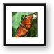 Queen Butterfly Framed Print