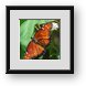 Buy Framed Print