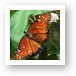 Queen Butterfly Art Print