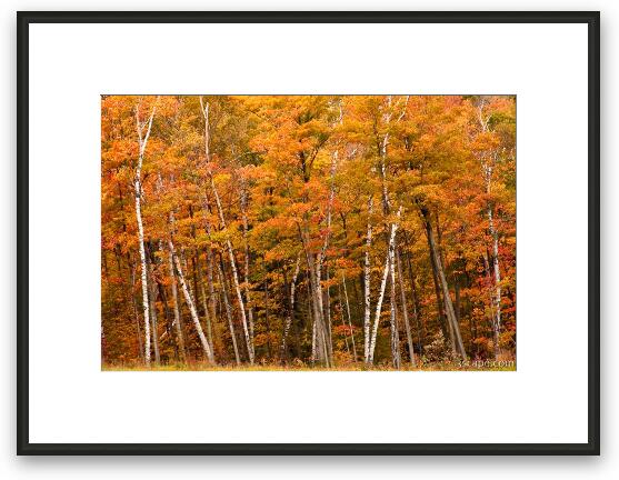 Autumn Glory Framed Fine Art Print