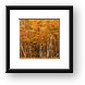 Autumn Glory Framed Print
