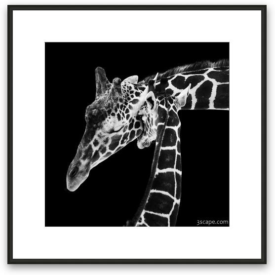 Mother and Baby Giraffe Framed Fine Art Print