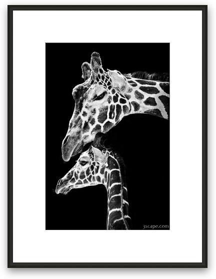 Mom and Baby Giraffe  Framed Fine Art Print