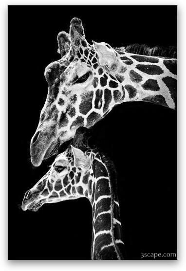 Mom and Baby Giraffe  Fine Art Metal Print