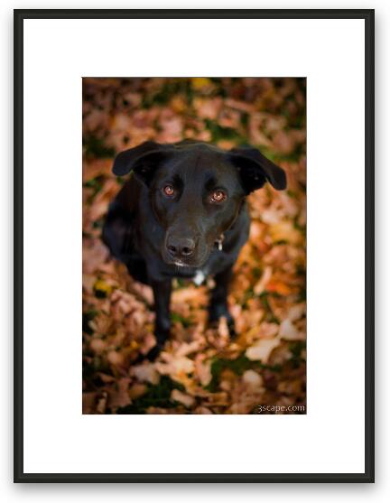 Autumn Dog Framed Fine Art Print
