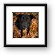 Autumn Dog Framed Print