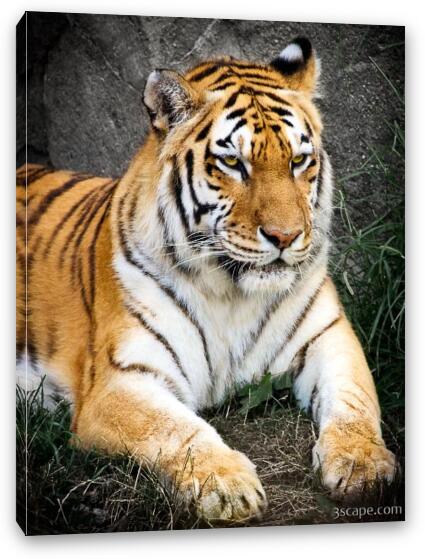 Amur Tiger Fine Art Canvas Print