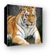 Amur Tiger Canvas Print