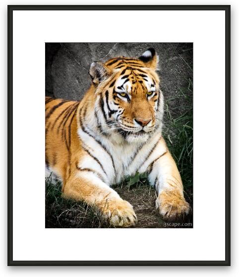 Amur Tiger Framed Fine Art Print