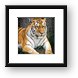 Amur Tiger Framed Print