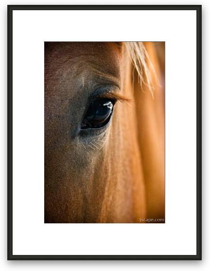Horse Eye Framed Fine Art Print