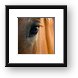 Horse Eye Framed Print