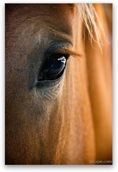 Horse Eye Fine Art Metal Print