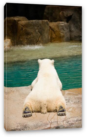 Polar bear laying by water Fine Art Canvas Print