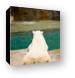 Polar bear laying by water Canvas Print