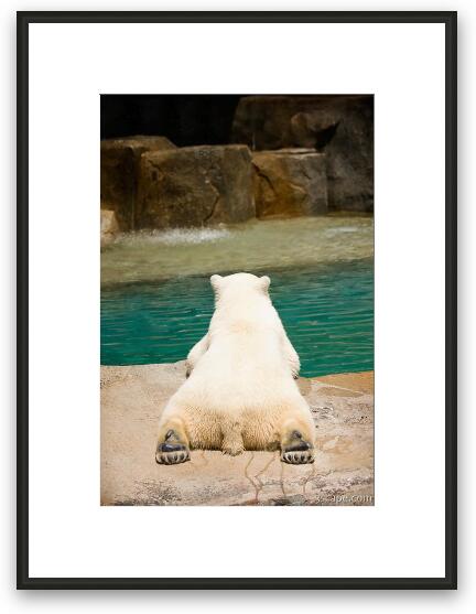 Polar bear laying by water Framed Fine Art Print