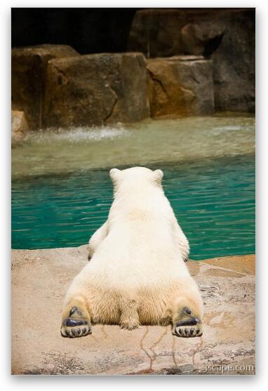 Polar bear laying by water Fine Art Metal Print