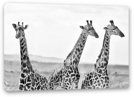 Three Giraffes Fine Art Canvas Print